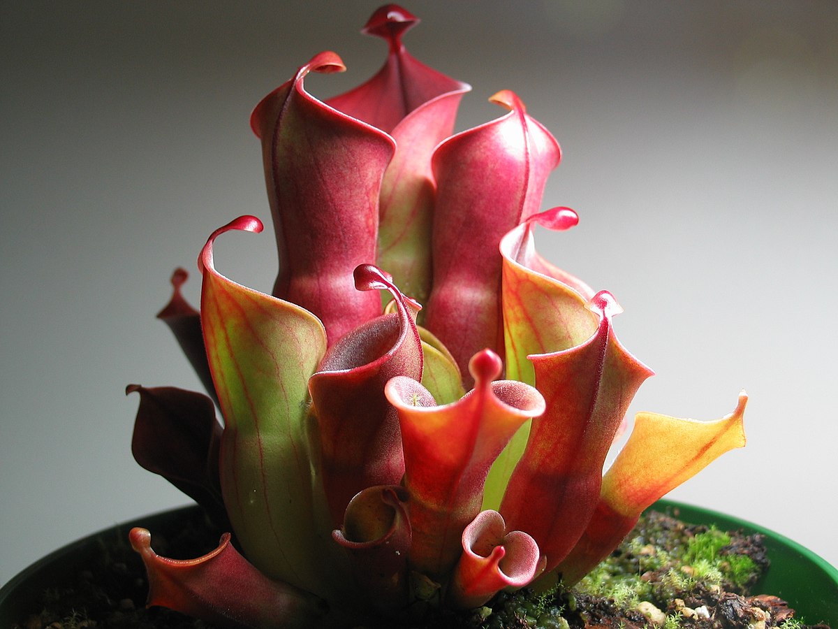 Heliamphora