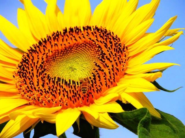 (Helianthus annus)