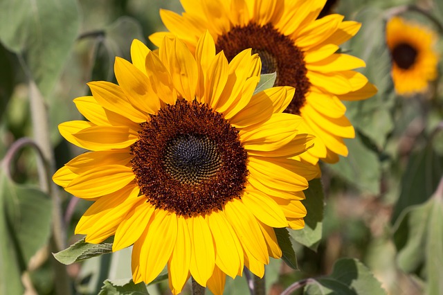 Helianthus annus