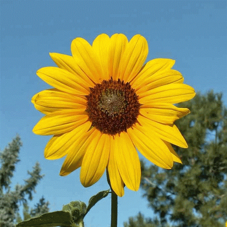 Helianthus-annuus