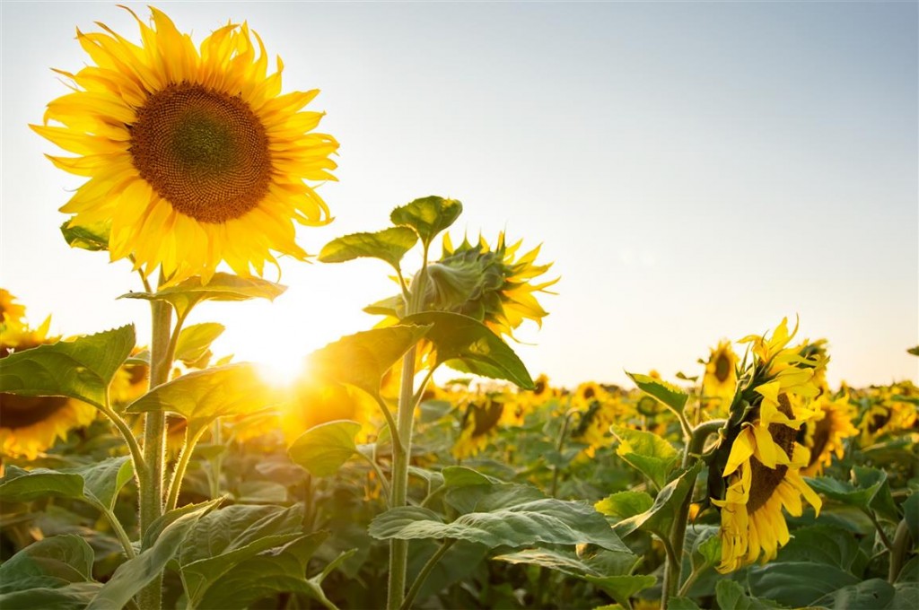 Helianthus annuus 