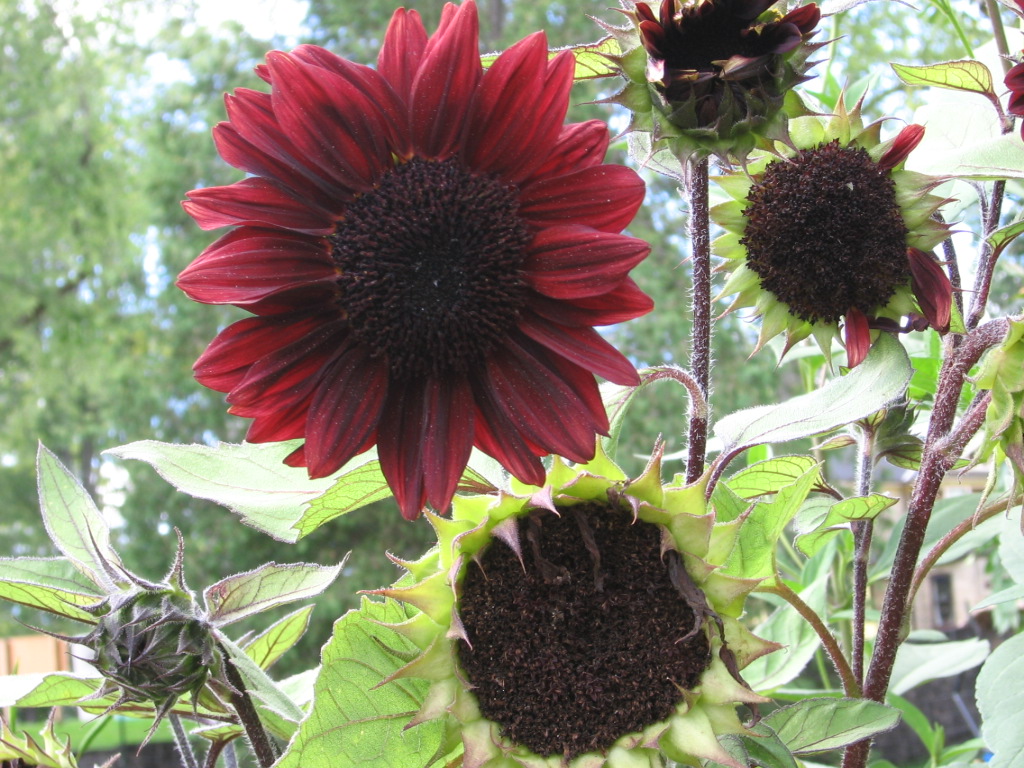 Helianthus annuus vermelho