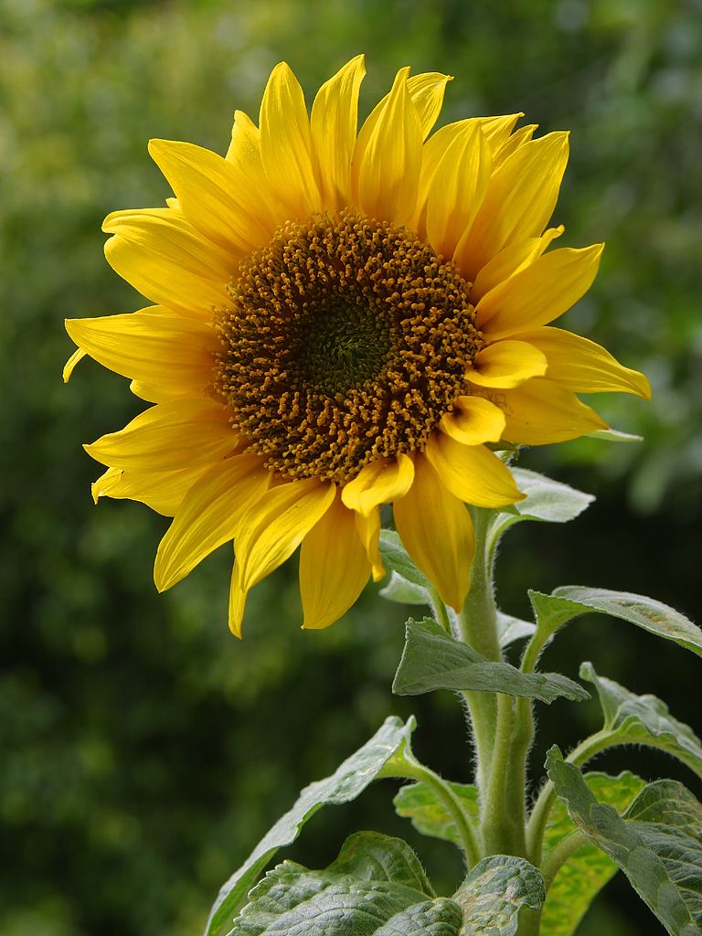 Helianthus annuus