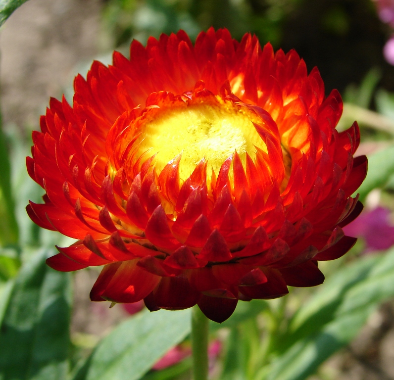 Helichrysum bracteatum