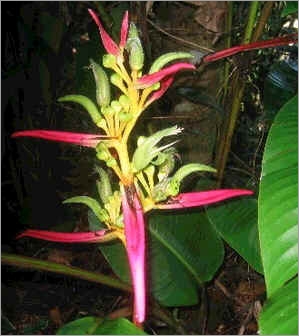 Heliconia-Aemygdiana