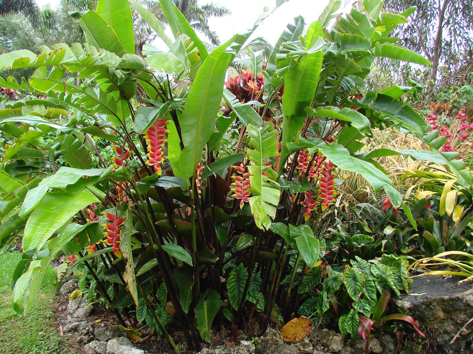 Heliconia Rostrata5