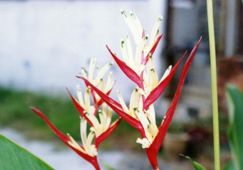 Heliconia Velloziana1