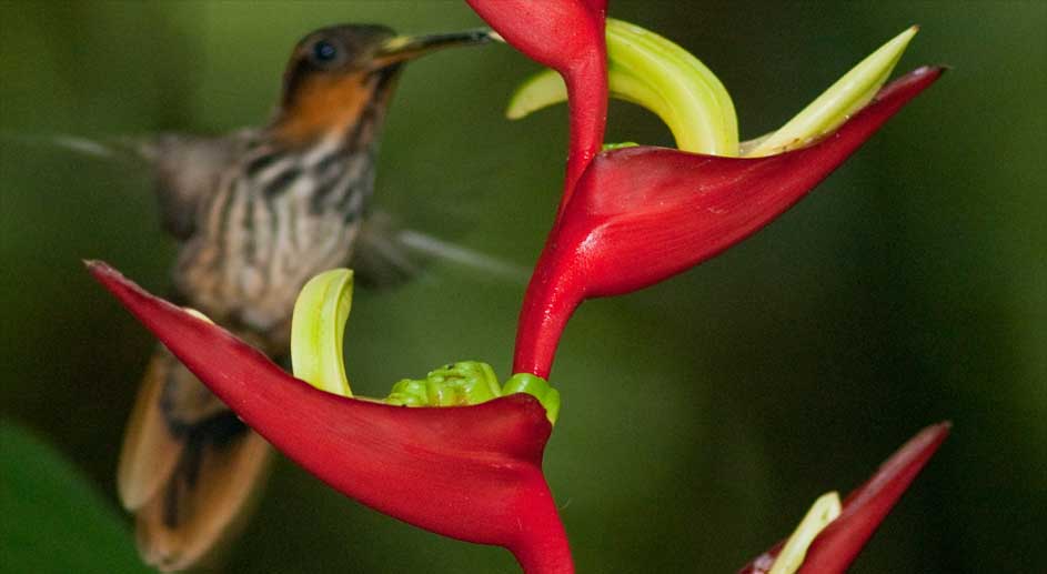 Heliconia Velloziana2