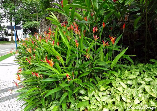 Heliconia psittacorum