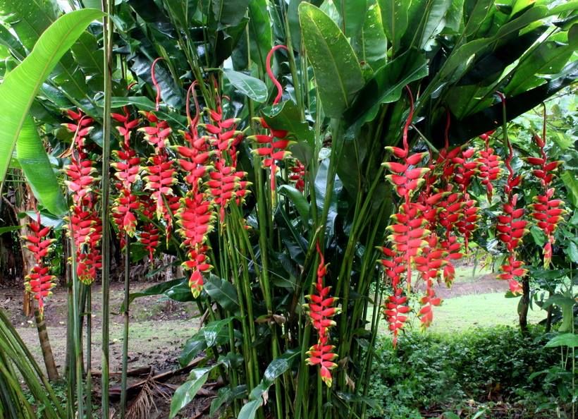 Heliconia rostrata