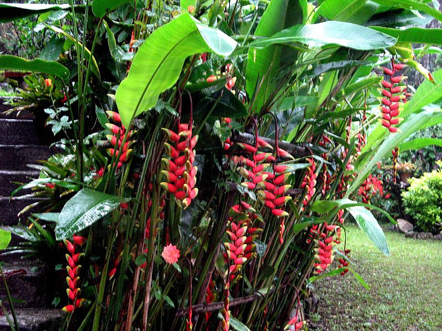 Heliconia