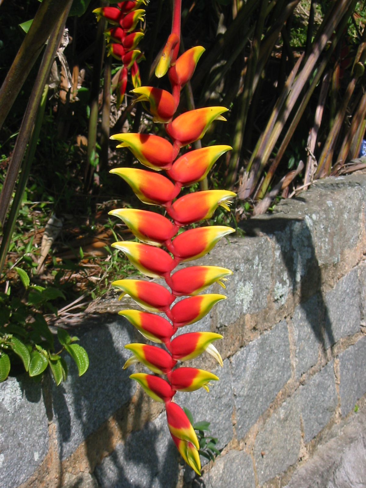 Heliconia_rostrata1