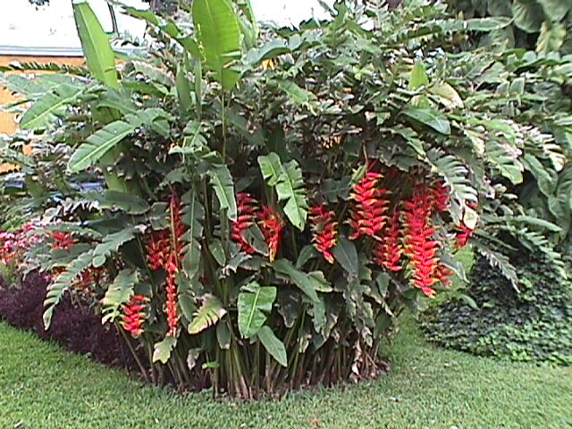 Heliconia_rostrata_01