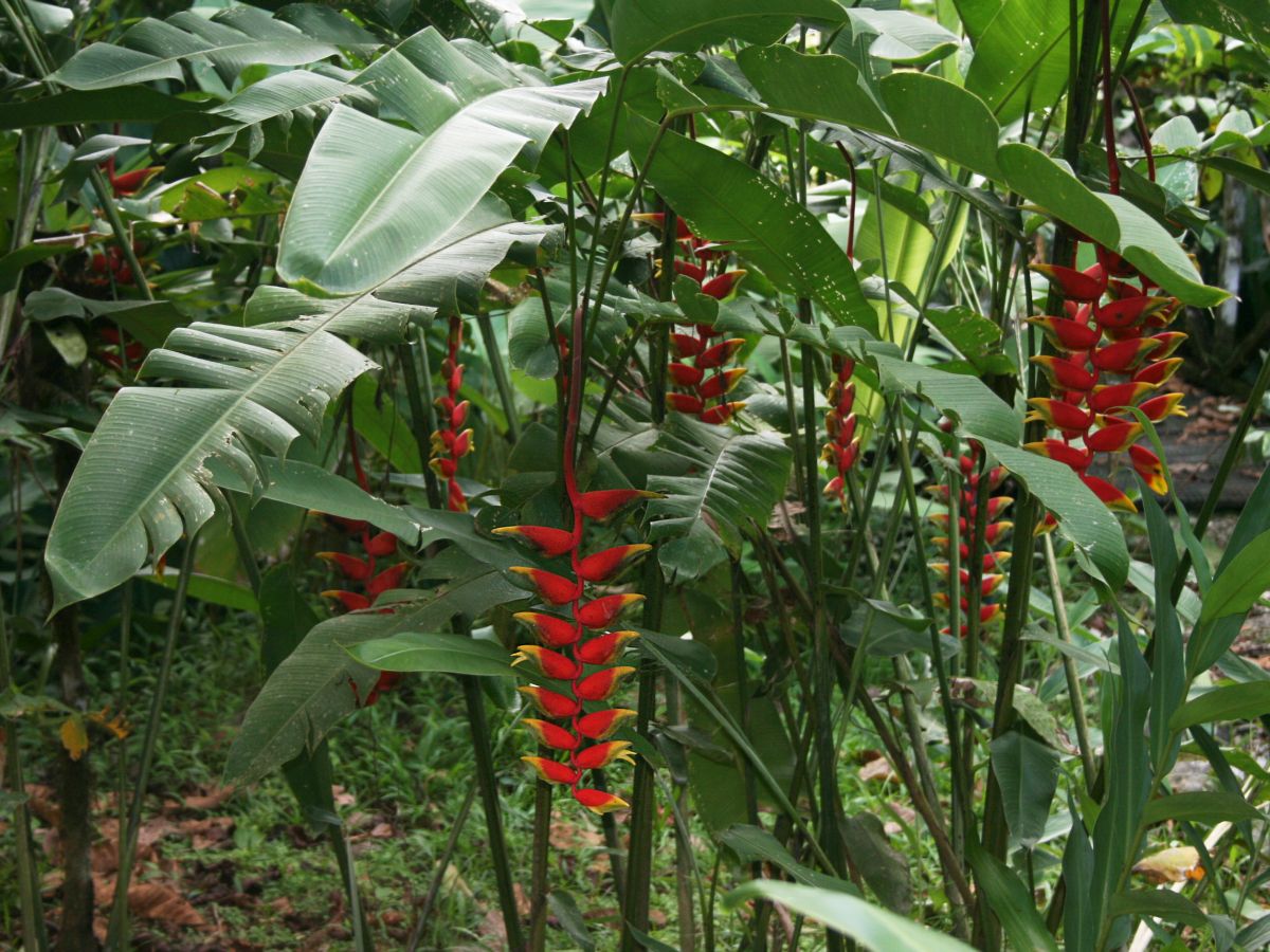 Heliconia_rostrata_2