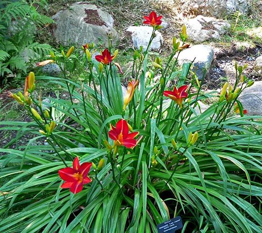 Hemerocallis