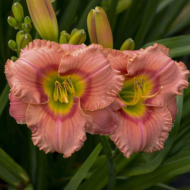 Hemerocallis Elegant Candy