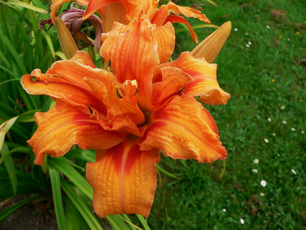 Hemerocallis