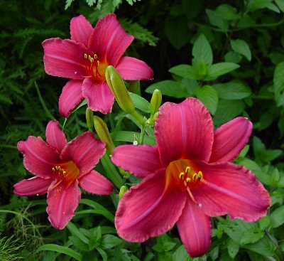 Hemerocallis_Just