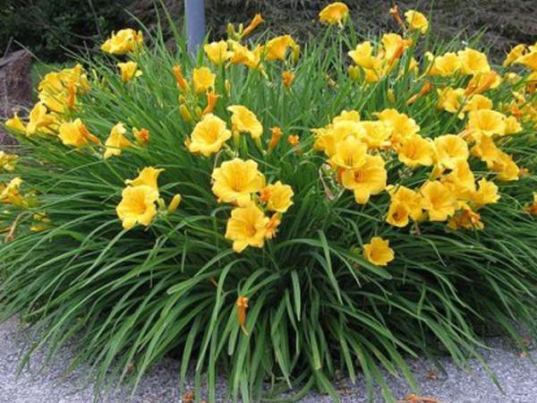 Hemerocallis_