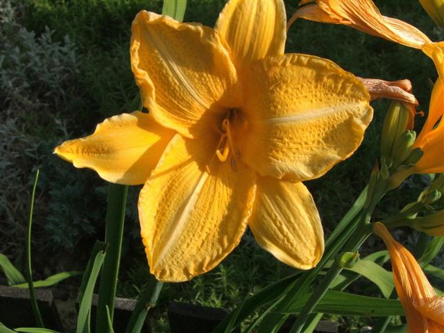 Hemerocallis_x_hybrida (Small)