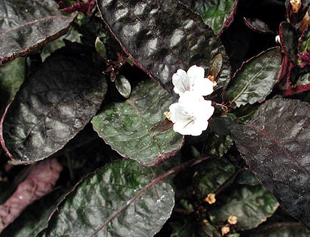 Hemigraphis_alternata_Exotica