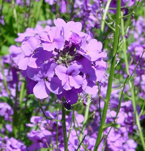 -Hesperis-matronalis