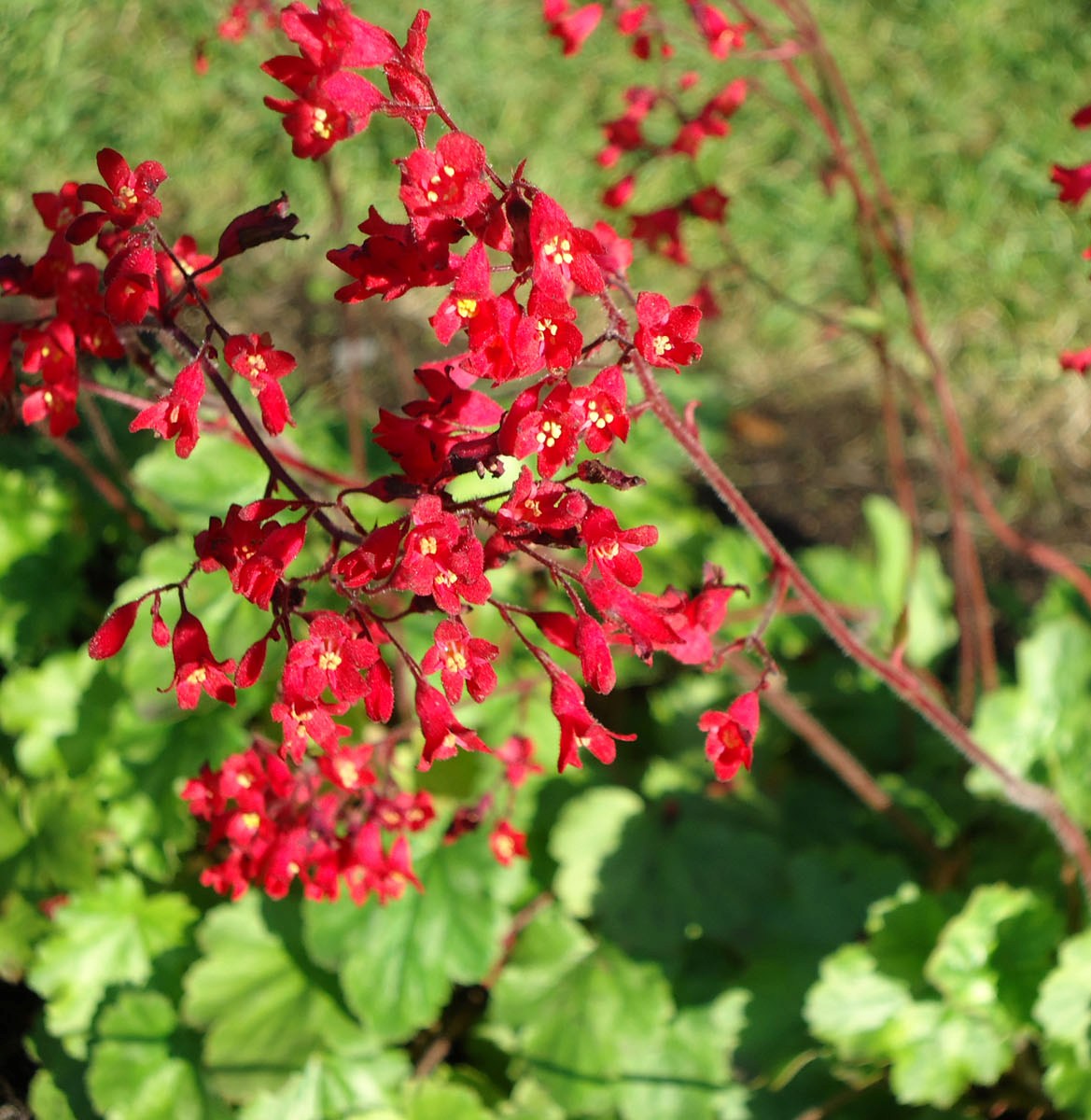 Heuchera sanguinea