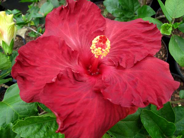 Hibisco Bloodsport (híbrido)