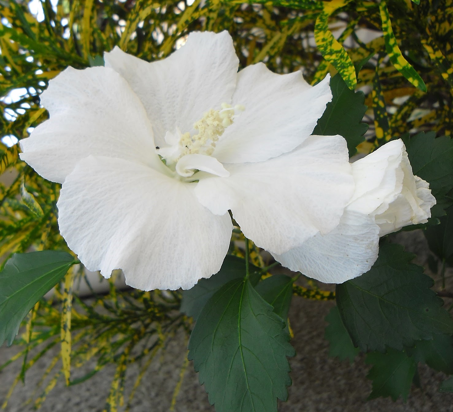 Hibisco-branco ou mimo-de-vênus-branco (Hibiscus rosa-sinensis ‘Albus’)