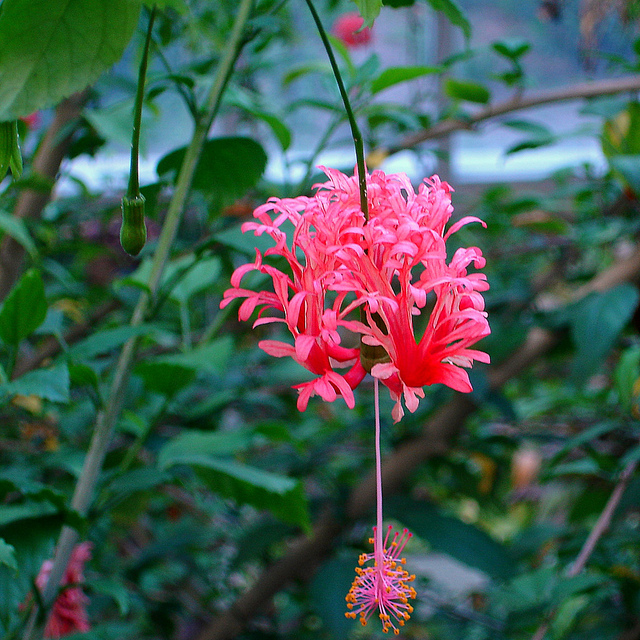 Hibisco-crespo ou mimo-crepo ( Hibiscus schizopetalu )