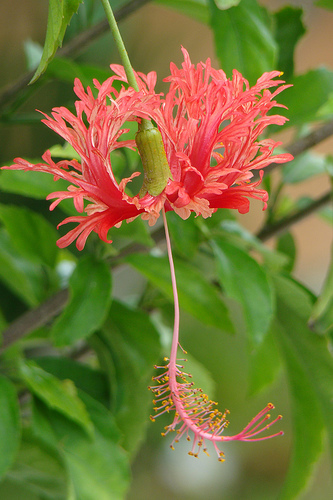 Hibisco-crespo