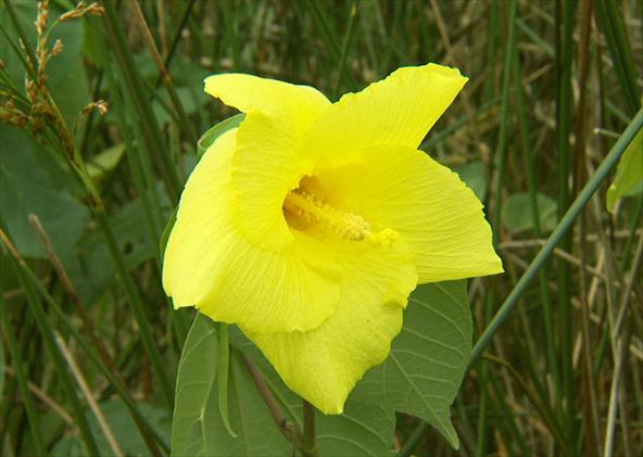 Hibisco-do-mangue