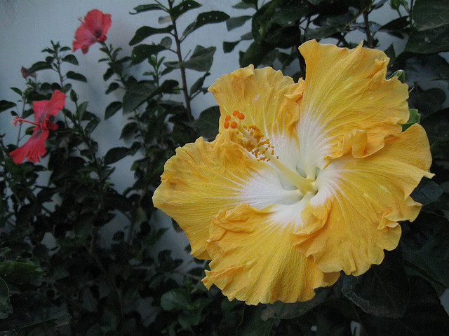 Hibisco-gigante ( Hibiscus rosa-sinensis hybrid )