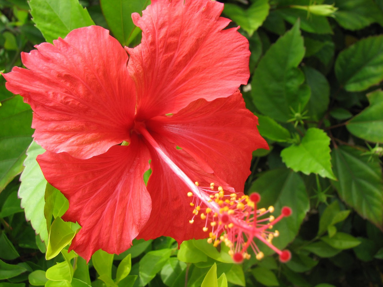 Hibisco rosa-sinensis L.