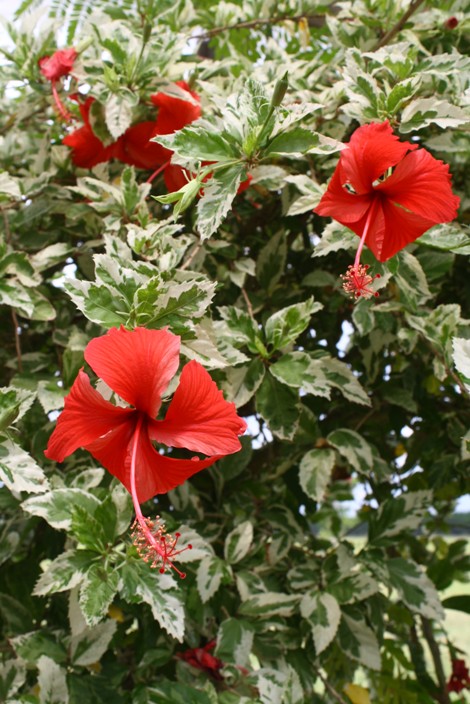 Hibisco-variegado ou hibisco-americano ( Hibiscus rosa-sinensis ‘Variegata’ )