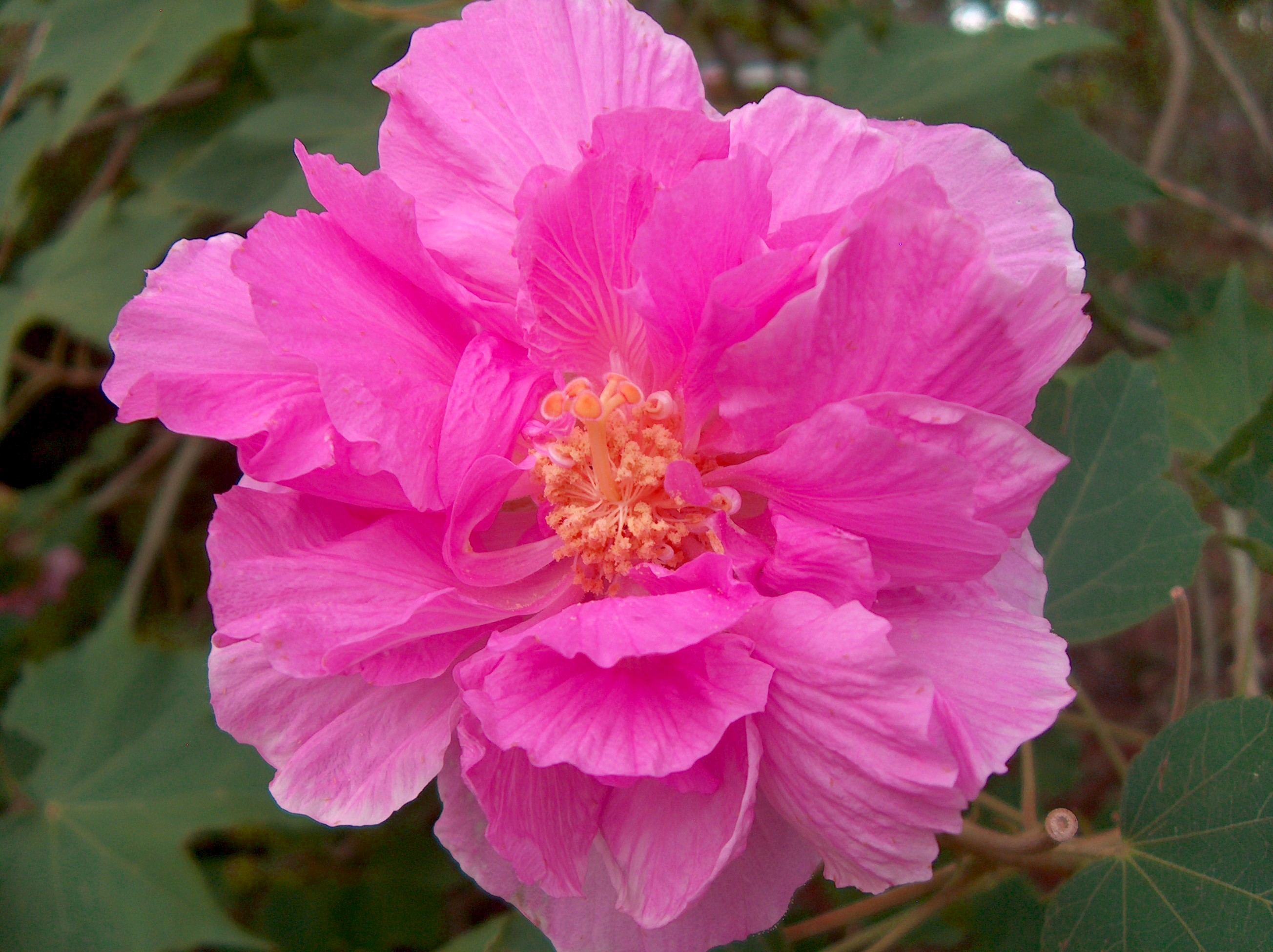 Hibiscus mutabilis – ROSA LOUCA_1