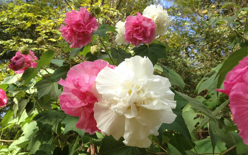 Hibiscus mutabilis