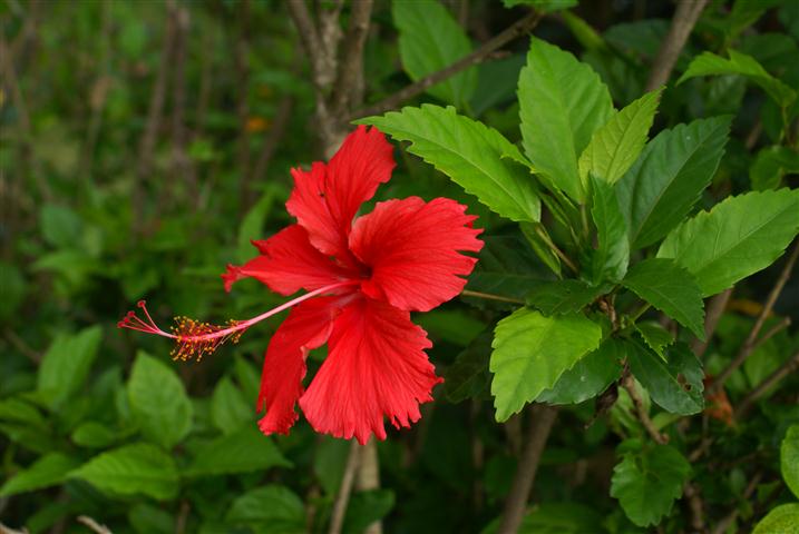 Hibiscus rosa-sinensis