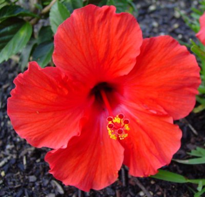 Hibiscus rosa-sinensis.