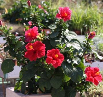 Hibiscus rosa-sinensis