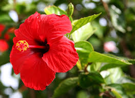 Hibiscus-rosa-sinensis