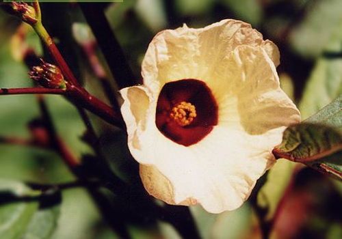 Hibiscus sabdariffa