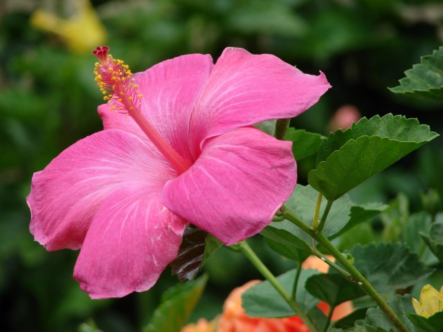 _Hibiscus_rosa-sinensis