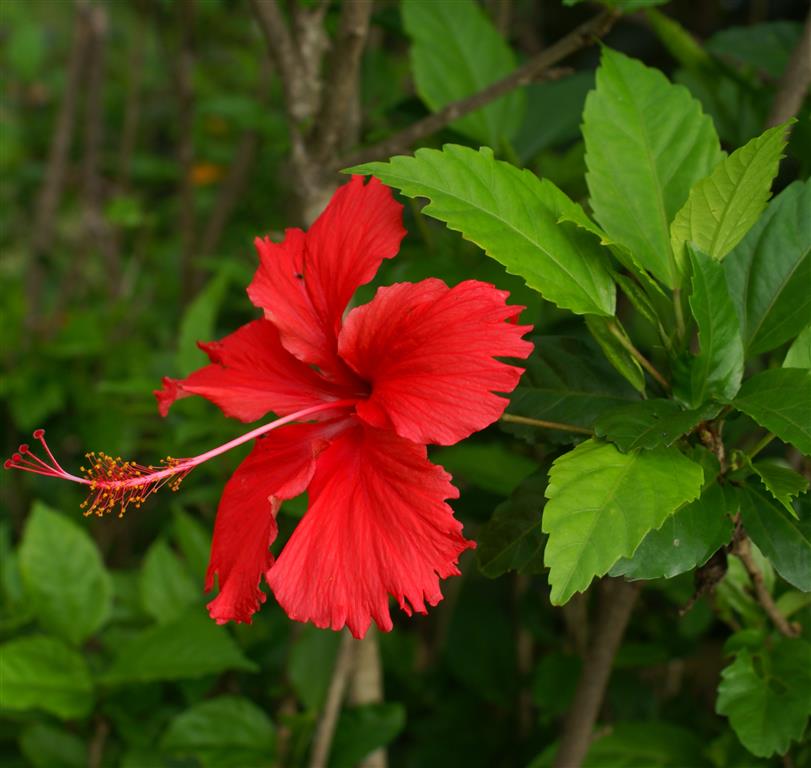 Hibiscus_rosa-sinensis_flower