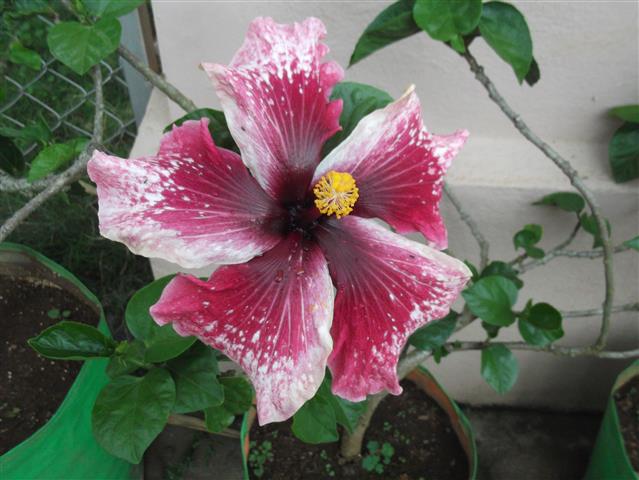 Hibiscus_rosa_sinensis_