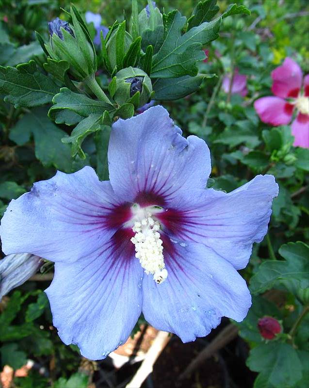 Hibiscus_syriacus2248