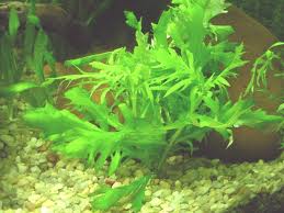 Higrophila Difformis