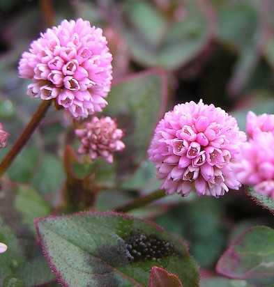 Himalayan Smartweed Polygonum capitatum