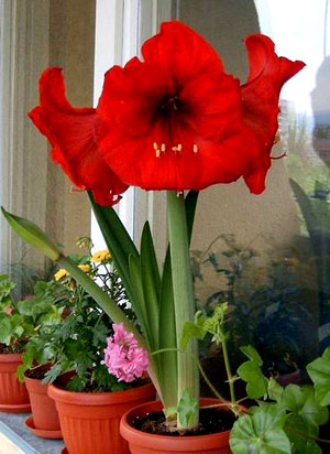 Hippeastrum hybridum.