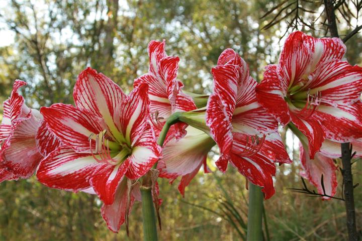 Hippeastrum l)